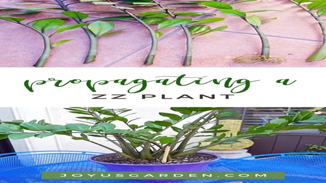 how to cut stem plants to propogate in aquarium plants