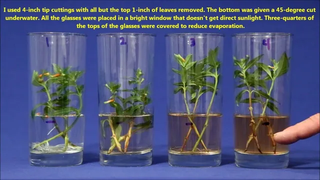 How to Cut Stem Plants to Propagate in Aquarium Plants: A Step-by-Step Guide