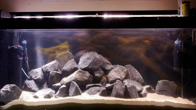 How to Cut Zebra Rock for Aquariums: A Step-by-Step Guide for Perfect Precision