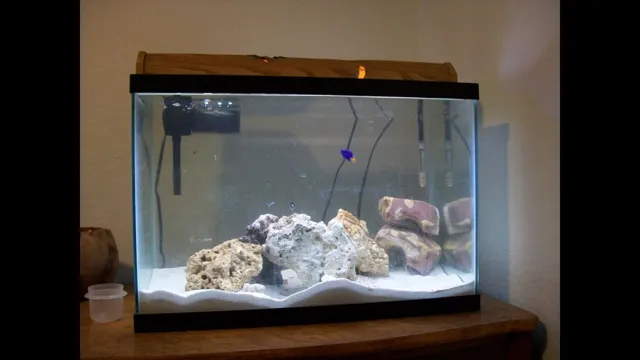 How to Cycle a 20 Gallon Nano Saltwater Aquarium: Tips and Tricks.