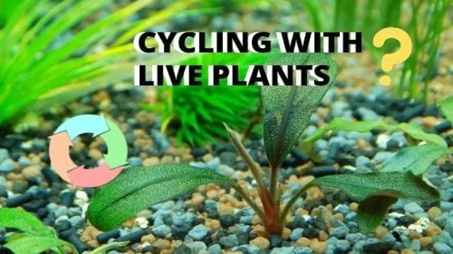 how to cycle a newly planted aquarium