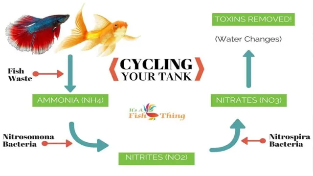 How to Cycle an Acidic Aquarium: Tips and Tricks for Optimal pH Levels