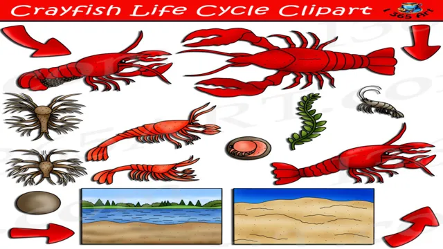 how to cycle an aquarium for crayfish