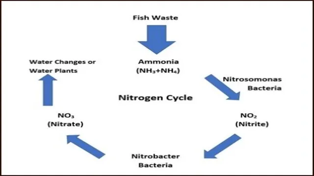 how to cycle an aquarium using ammonia