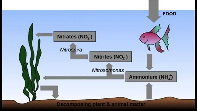 How to Cycle Aquarium with Ammonia: The Ultimate Guide for Beginners