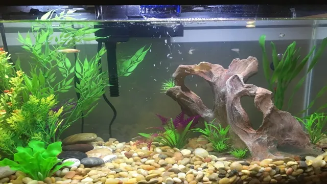 How to Cycle Aquarium with Zebra Danios: The Ultimate Guide