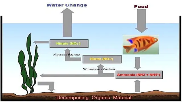 How to Cycle Freshwater Aquarium Fast: A Beginner’s Guide to Rapidly Establishing a Healthy Environment for your Fish