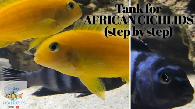 how to cycle new aquarium african cichlid