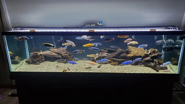 How to Cycle New Aquarium African Cichlid tank: Tips for establishing a healthy aquarium ecosystem