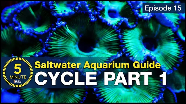 how to cycle your saltwater aquarium
