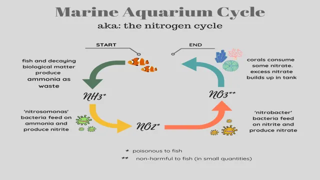 how to cycle your saltwater aquarium