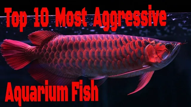 how to deal with aggressive fish in aquarium