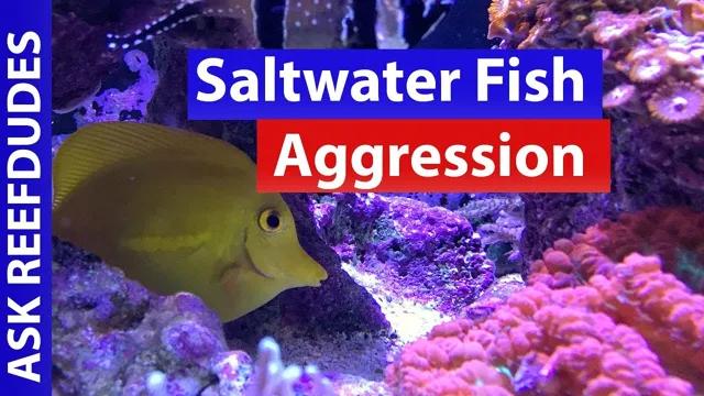 How to Deal with Aggressive Fish in Aquarium: Tips and Techniques