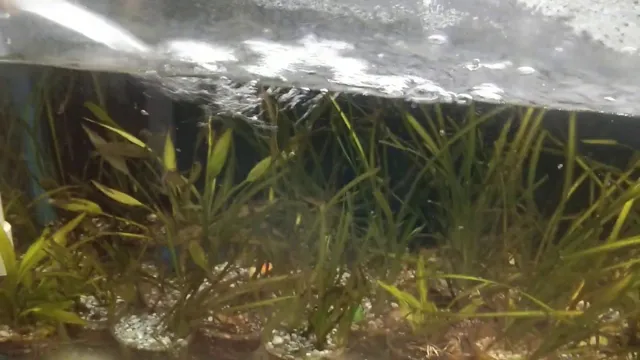 how to deal with aquarium algea