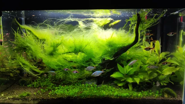 How to Deal with Aquarium Algae: A Comprehensive Guide for Beginners