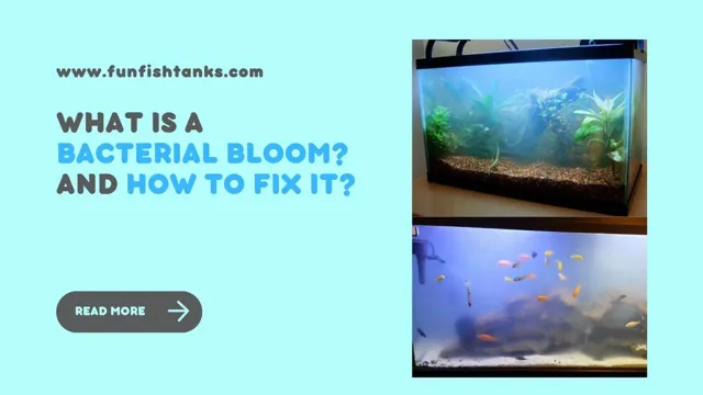 how to deal with bacterial bloom in aquarium