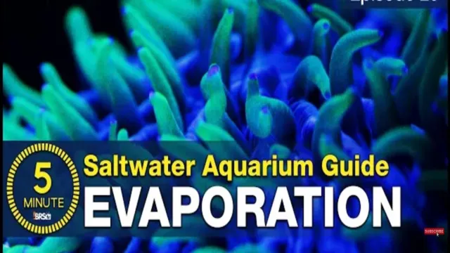 how to deal with evaporation in saltwater aquarium