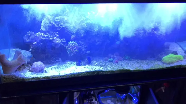 How to Deal with Microbubbles in Aquarium: Tips and Tricks for Clear Water