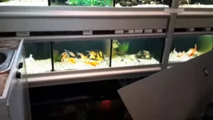 how to deal with overstocked aquarium