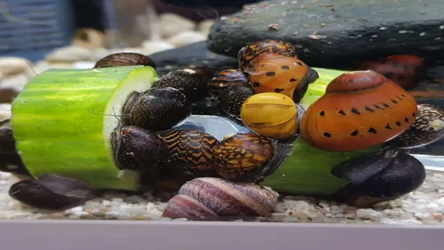 how to deal with snail infestation in aquarium