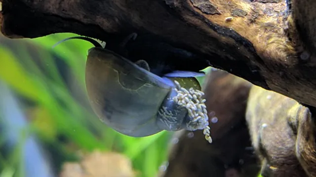 How to Deal with Snail Poop in Your Aquarium: Tips and Tricks