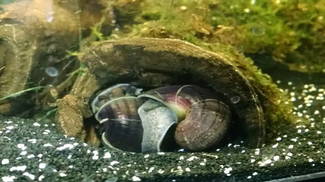 how to deal with snails in aquarium