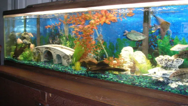 How to Decorate a 55-Gallon Aquarium Cheap: Budget-Friendly Tips and Tricks