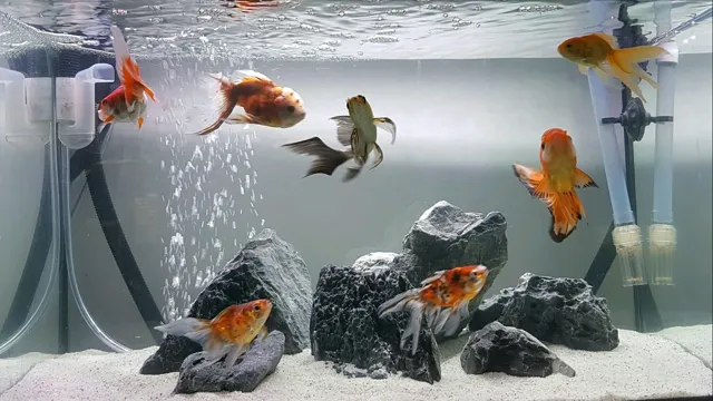 how to decorate a aquarium for goldfish