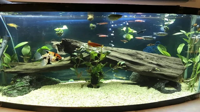 how to decorate a large freshwater aquarium