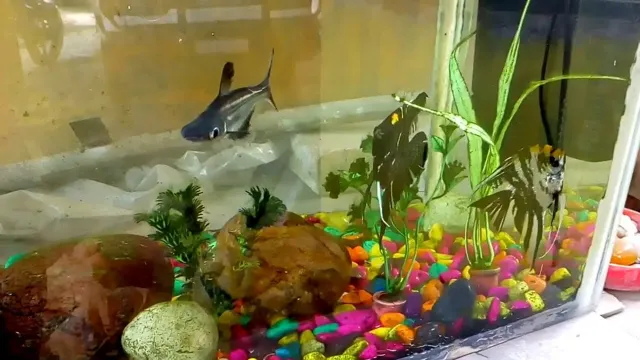 how to decorate aquarium at home in hindi