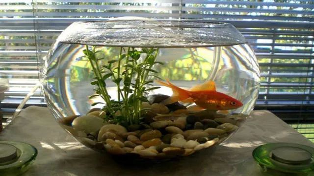 How to Decorate Aquarium Bowl: Tips and Ideas to Enhance Your Fish Tank Setup