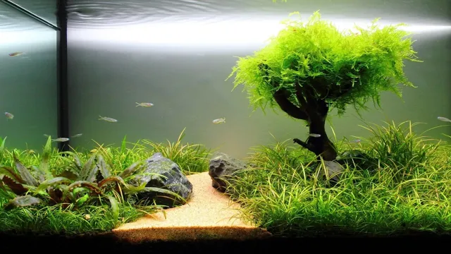 how to decorate aquarium with live plants