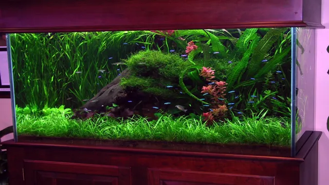 how to decorate tall aquariums