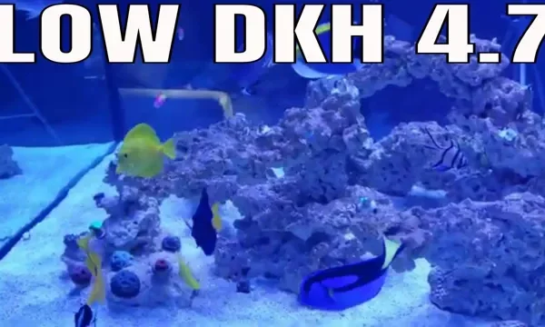 How to Decrease KH in Aquarium Step by&hellip;
