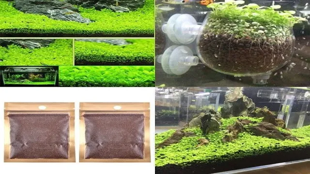 How to Design a Planted Aquarium from Seeds: A Step-by-Step Guide