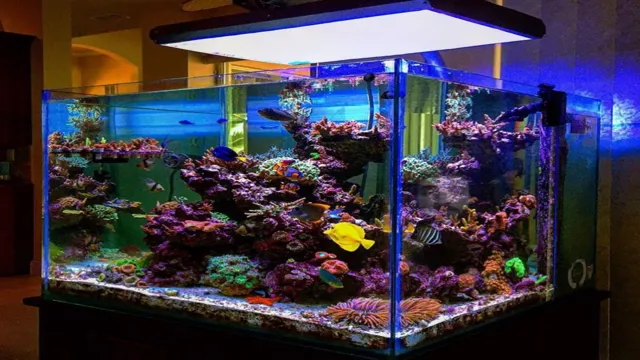 How to Design a Saltwater Aquarium: A Complete Guide for Beginners