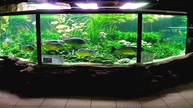 how to design and aquascape your aquarium