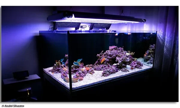 How to Design Saltwater Aquarium Structure: Tips and&hellip;