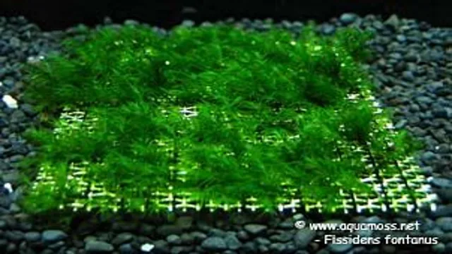 How to Detach Moss from Wire Mesh Aquariums: Easy Steps for a Clean Tank