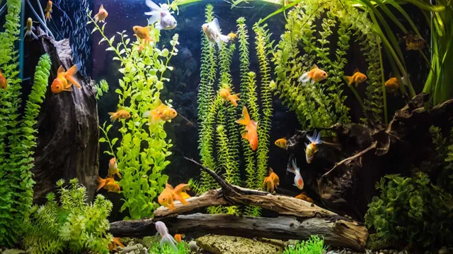 how to determine aquarium size