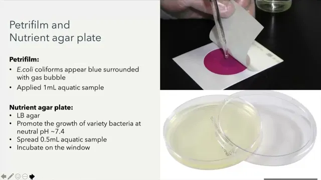 How to Determine Bacteria Population in Aquarium System: A Complete Guide for Beginners