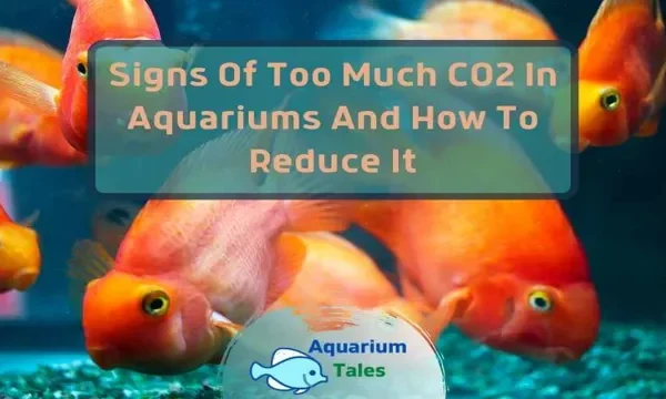 How to Diagnose Aquarium CO2 Deficiency: Tips and&hellip;
