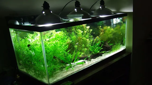 How to Dial in Light Duration for Your Planted Aquarium: Tips and Tricks.