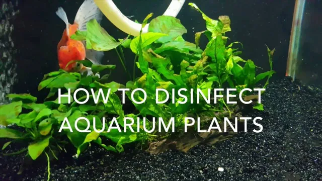 how to disinfect plants for aquarium