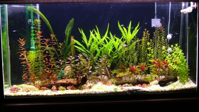 how to disinfect silk aquarium plants