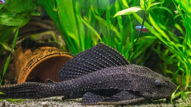 how to display catfish in the aquarium