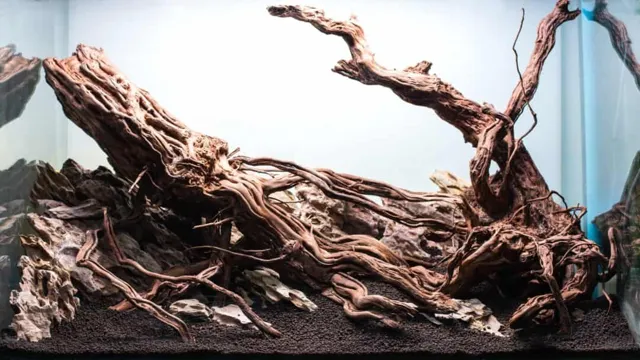 how to display driftwood in the aquarium