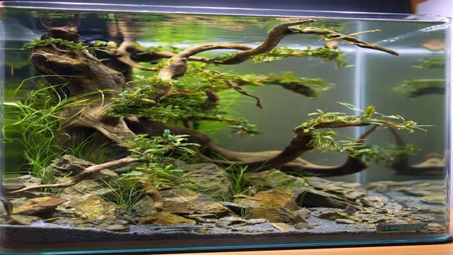 How to Display Driftwood in the Aquarium Like a Pro: Essential Guide