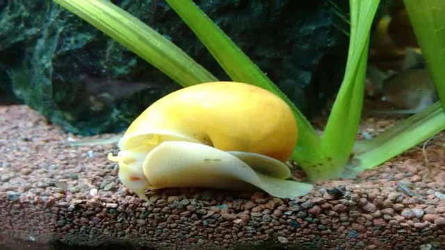 how to dispose of dead aquarium snail