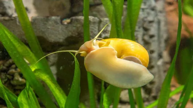 How to Dispose of Dead Aquarium Snail Without Harming Your Tank Water